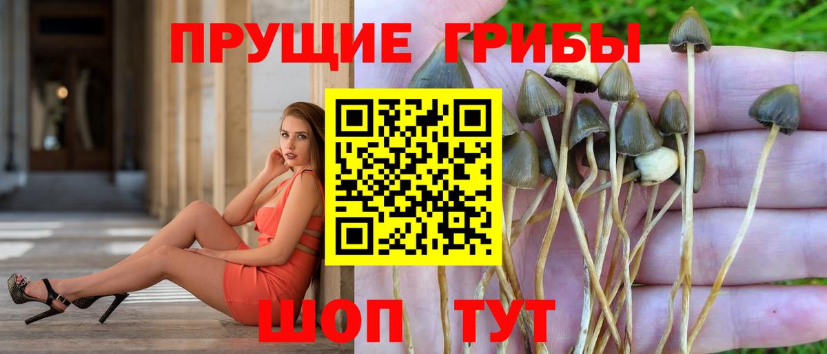 купить   Псилоцибиновые грибы прущие грибы  Вход с VPN  Нефтекумск 