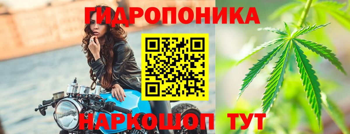 Шишки марихуана семена  Вход с VPN  Марихуана гибрид  Нефтекумск  Каннабис индика 